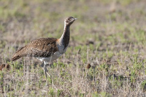 Ludwig's Bustard (Neotis ludwigii), Northern Cape, South Africa