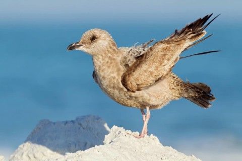 American Herring Gull (Larus smithsonianus), Florida, USA