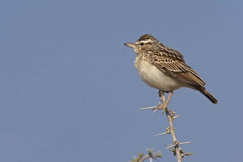 Sabota Lark (Calendulauda sabota), Oshikoto, Namibia