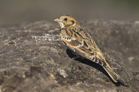 Lapland Longspur (Calcarius lapponicus), British Columbia, Canada