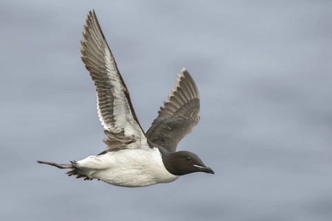Thick-billed Murre (Uria lomvia) flying, Alaska, USA