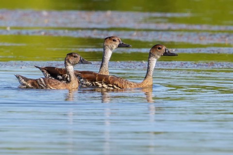 West Indian Whistling Duck (Dendrocygna arborea) feeding in a lagoon in Cuba