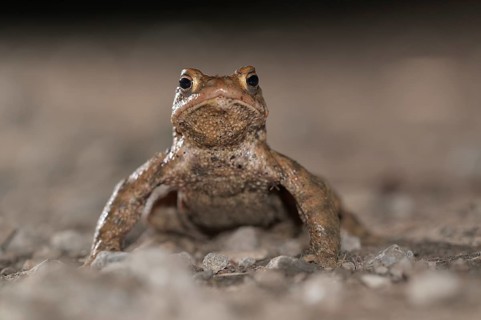 Common toad (Bufo bufo), single male, on the way to spawning waters, evening, toad migration,