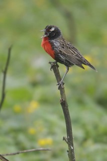 Peruvian Meadowlark (Sturnella bellicosa) singing, Lomas de Lachay Reserve, Peru