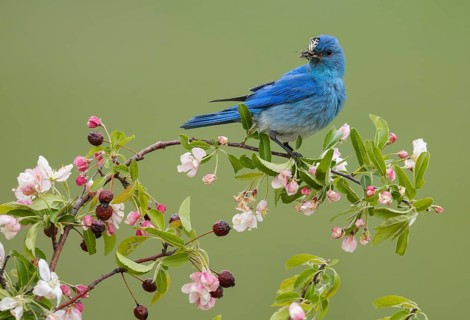 Mountain Bluebird (Sialia currucoides) male perched on a branch, British Columbia, Canada