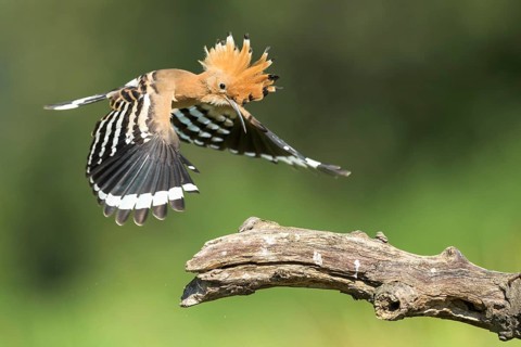 Eurasian Hoopoe (Upupa epops) landing on a branch, Aosta Valley, Italy