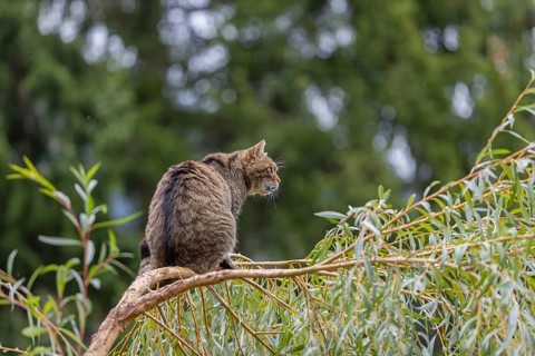 One European wildcat, Felis silvestris silvestris, sitting in a green weeping willow tree. Green