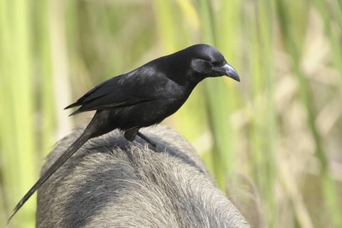 Piapiac (Ptilostomus afer), Gambia