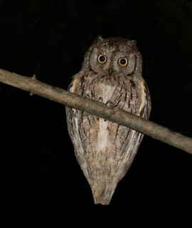 Eurasian Scops Owl (Otus scops), France