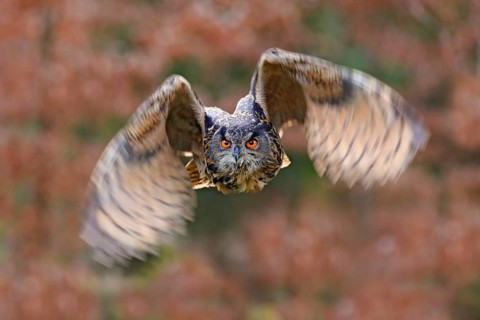 Eagle Owl, Bubo bubo, with open wings in flight, forest habitat in background, orange autumn trees.