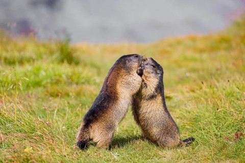 Two adult Alpine Marmots, Marmota marmota, play fighting in green grass. Grossglockner high alpine
