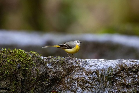 Grey wagtail (Motacilla cinerea) Germany