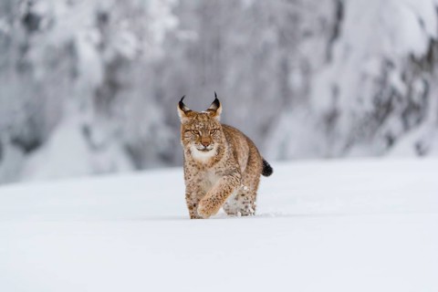 One young male Eurasian lynx, (Lynx lynx), walking over a deep snow covered meadow with a forest in