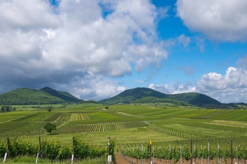 View over vineyards to the Palatinate Forest, Ilbesheim, Southern Palatinate, Palatinate,