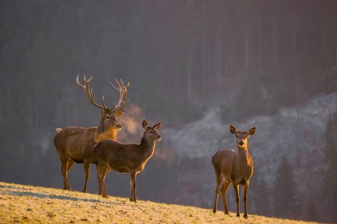Two red deer hinds and a stag (Cervus elaphus) stand on a frozen meadow on hilly ground in the