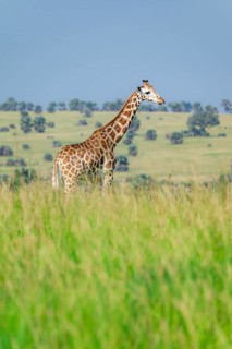 Rothschild's giraffe (Giraffa camelopardalis rothschildi) in green grass, Murchison Falls National