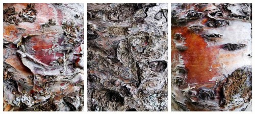 Triptych, three photos of bark of a Chinese birch, also called copper birch (Betula albosenensis),