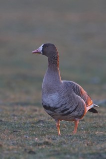 Greater White-fronted Goose (Anser albifrons), North Rhine-Westphalia, Germany