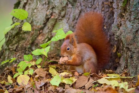 Eurasian squirrel (Sciurus vulgaris), sitting on a tree and eating a nut, surrounded by autumn