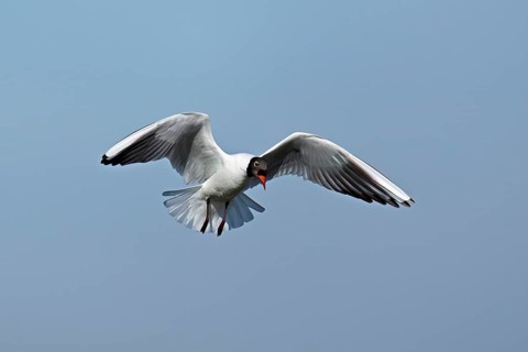 Black-headed gull (Chroicocephalus ridibundus, syn.: Larus ridibundus), adult bird in flight,