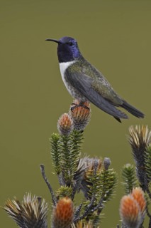 Ecuadorian Hillstar (Oreotrochilus chimborazo), Ecuador