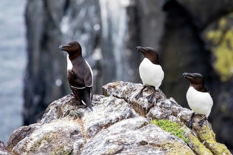 Europe, Scotland, island, Isle of May, razorbill, razorbills, animals, birds, (Alca torda), family