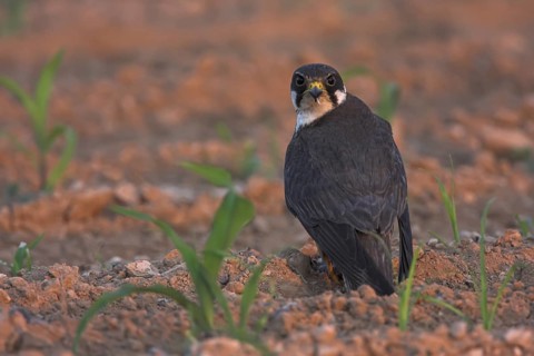 Eurasian Hobby (Falco subbuteo), Oman