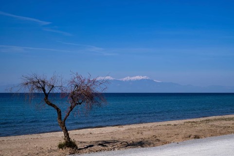Tree on the beach of Nea Kallikratia, Chalkidiki, Halkidiki, in the background Mount Olympus,