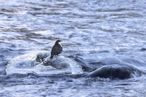 Northern white-throated dipper (Cinclus cinclus cinclus) foraging along frozen stream in winter,