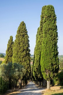Road going up to the village of Montepulciano, Tuscany, Italy