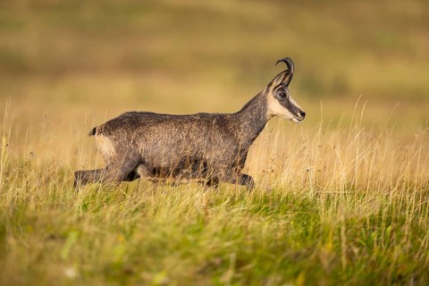 Chamois (Rupicapra rupicapra) on a meadow in the Vosges Mountains, wildlife, France