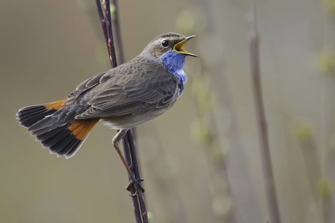 Bluethroat (Luscinia svecica cyanecula) male singing, Lower Saxony, Germany