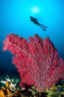 Red sea fan (Melithaea), gorgonian, in the background silhouette of diver with underwater lamp,