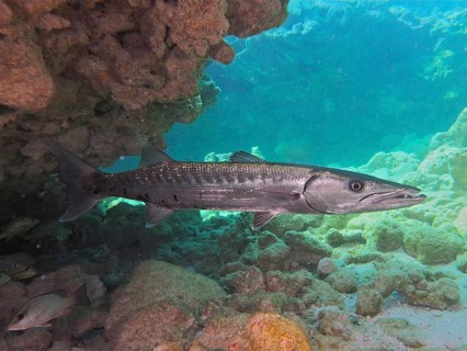 Barracuda (Sphyraena barracuda)