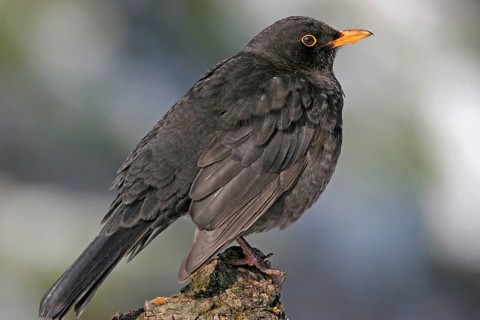 Blackbird (Turdus merula), one, individual, biotope, habitat, perch, garden, Neuhofen,