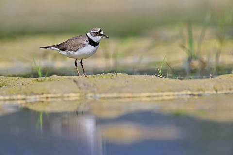 Little Ringed Plover (Charadrius dubius), standing in silt, Aue nature reserve, Reussegg, Sins,