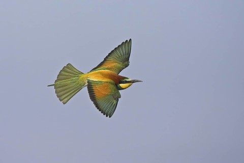 European Bee-eater (Merops apiaster) flying, Greece