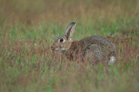 Rabbit (Oryctolagus cuniculus) wild adult animal in grassland in the summer, England, United