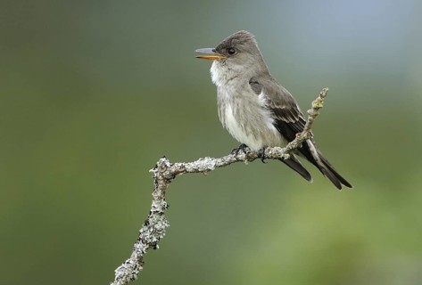 Olive-sided Flycatcher (Contopus cooperi), British Columbia, Canada