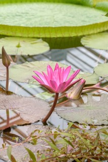 Water lily (Nymphaea 'Hofgärtner Gräbner'), Botanical Garden, Federal Republic of Germany