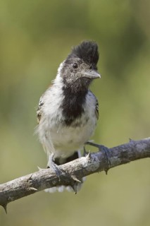 Collared Antshrike, (Thamnophilus bernardi), Ecuador