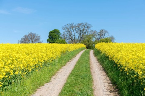 A country lane winds its way through yellow rapeseed fields, lined with green vegetation and trees,