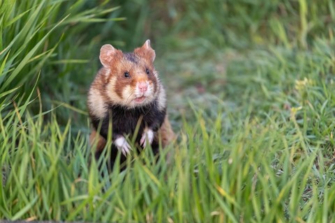 One European hamster (Cricetus cricetus), Eurasian hamster, black-bellied hamster or common