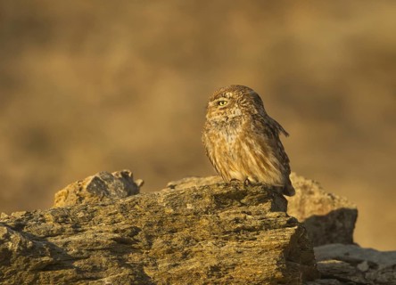 Little Owl (Athene noctua), Ladakh, India