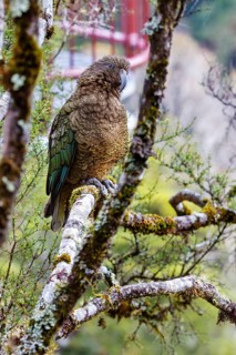 Kea (Nestor notabilis), Fiordland National Park, New Zealand