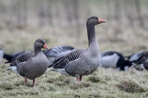 Greylag geese (Anser anser), Amrum, Schleswig-Holstein, Germany