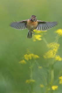 European Stonechat (Saxicola rubicola) female flying, Rhineland-Palatinate, Germany
