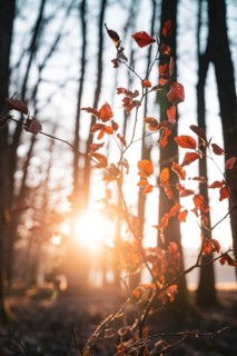 Sunlight shines through autumn leaves in the forest, creating atmospheric shadows, Gechingen,