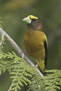 Evening Grosbeak (Hesperiphona vespertina) male, British Columbia, Canada