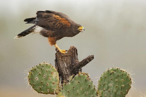Harris's Hawk (Parabuteo unicinctus) perched on a stump, Texas, USA